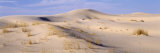 Sand Dunes on an Arid Landscape  Monahans Sandhills State Park  Texas  USA
