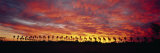 Silhouette of Palm Trees at Sunrise  San Diego  San Diego County  California  USA