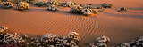 Birdcage Evening Primroses in a Desert  California  USA