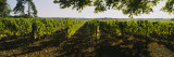 Grape Vines in a Vineyard  Loire Valley  France