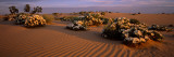 Birdcage Evening Primroses in a Desert  California  USA