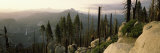 Burnt Trees in a Forest  Nevada Fall  Mt Starr King  Yosemite National Park  California  USA