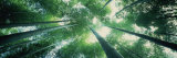 Low Angle View of Bamboo Trees in a Forest  Sagano  Kyoto City  Kyoto Prefecture  Honshu