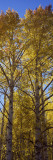 Low Angle View of Aspen Trees  Telluride  San Miguel County  Colorado  USA