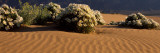 Birdcage Evening Primroses in a Desert  California  USA