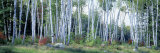 Downy Birch Trees in a Forest  Shelburne  Coos County  New Hampshire  USA