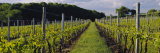 Chardonnay Grapes in a Vineyard  Sakonnet Vineyards  Little Compton  Newport County