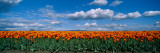 Clouds over a Tulip Field  Skagit Valley  Washington State  USA