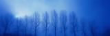 Trees in Fog Damme Belgium