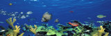 School of Fish Swimming in the Sea  Digital Composite