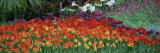 Close-up of Flowers in a Garden  Botanical Garden of Buffalo and Erie County  Buffalo  New York
