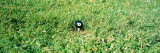 Eight Ball on a Golf Tee