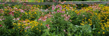 Flowers in a Garden