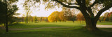 Trees on a Golf Course  Westwood Country Club  Vienna  Virginia  USA