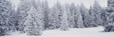 Fresh Snow on Pine Trees Taos County  NM