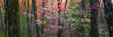Virginia  Shenandoah National Park