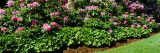 Flowers in a Garden  Rhododendron  Michigan  USA