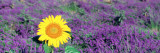 Lone Sunflower in Lavender Field  France