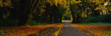 Autumn Leaves on the Road  Olympic Peninsula  Washington State  USA