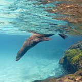 Galapagos Sea Lion Swimming Underwater  Ecuador