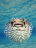 Close-up of a Puffer Fish  Bahamas