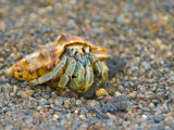 Close-up of a Hermit Crab  Ecuador