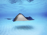 Close-up of a Southern Stingray  Grand Cayman  Cayman Islands