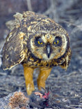 Close-up of a Short-Eared Owl with a Storm Petrel in its Claws