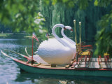 Swan Boats in a Lake  Boston Common  Boston  Massachusetts  USA