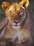 Lioness Tanzania Africa