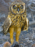 Close-up of a Short-Eared Owl with a Storm Petrel in its Claws