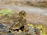 Close-up of a Short-Eared Owl with a Galapagos Petrel