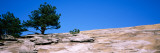 Trees on a Mountain  Stone Mountain  Atlanta  Fulton County  Georgia  USA