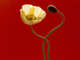 Close-up Cream Poppy and Seed Pod on Red Background