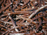 Close-up of Vanilla Beans