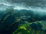 Marine Iguana Swimming Underwater  Ecuador
