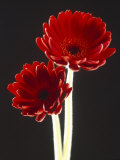 Close-up of Two Deep Red Flowers with White Stems on Black Background