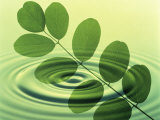 Green Leafy Branch Superimposed on Green Water Ripples