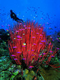 A Colony of Scarlet Red Soft Quirt Corals