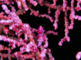 Pigmy Sea Horse (Hyppocampus Bargibanti)