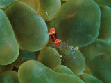 Symbiont Shrimp Caught by the Tentacles of a Bubble Coral