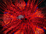 Zebra Crab (Zebrida Adamsii) in Symbiosis with an Astropyga Radiata Sea Urchin