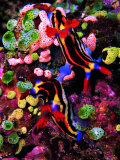 Mating of Two Specimen of Nembrotha Purpureolineolata