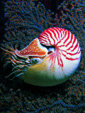 Nautilo (Nautilus Pompilius)