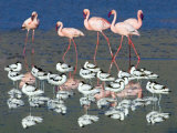 Avocets and Flamingos Standing in Water  Ngorongoro Crater  Ngorongoro Conservation Area  Tanzania