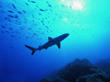 A Young Specimen of Gray Shark