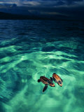 Imbricata Turtles