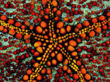 Pincushion Starfish (Culcita Novaeuineae)