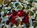 Orangutang Orangutan Crab in a Colony of Euphyllia Ancora Corals