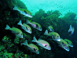 A Shoal of Speckled Sweetlips (Plectorhinchus Fishes)